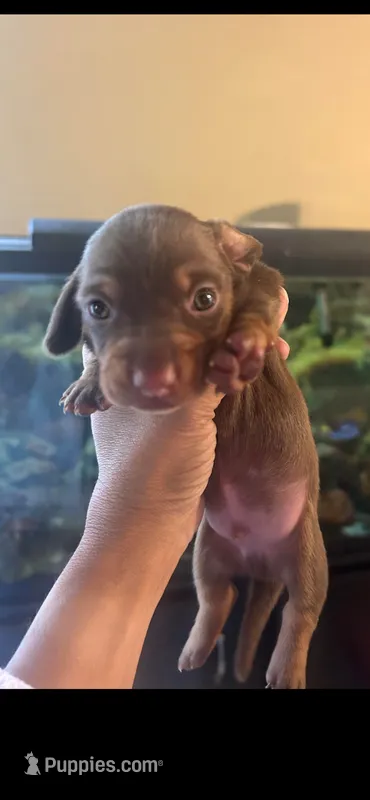 Diesel  – Miniature Dachshund puppy for sale in Raleigh, NC