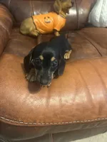 Bambi, a female Miniature Dachshund for sale in Raleigh, NC – 2 of 4