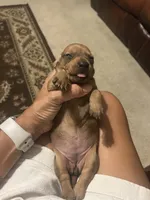 Dolly, a female Miniature Dachshund for sale in Raleigh, NC – 2 of 10