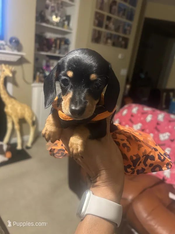 Itsy – Miniature Dachshund puppy for sale in Raleigh, NC