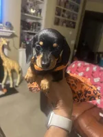 Dolly Parton, a female Miniature Dachshund for sale in Raleigh, NC – 9 of 10