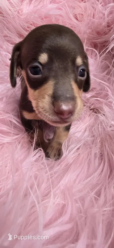 Remy – Miniature Dachshund puppy for sale in Raleigh, NC