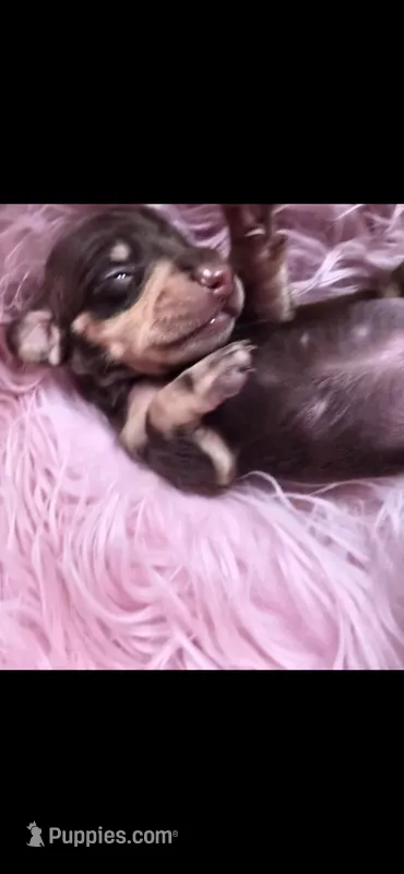 Remy – Miniature Dachshund puppy for sale in Raleigh, NC