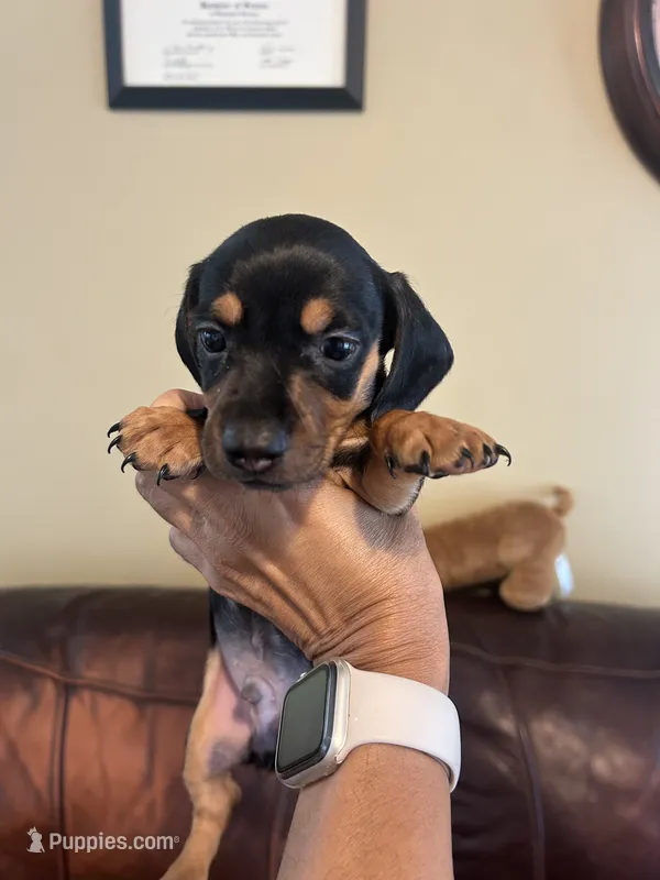 Mickey – Miniature Dachshund puppy for sale in Raleigh, NC