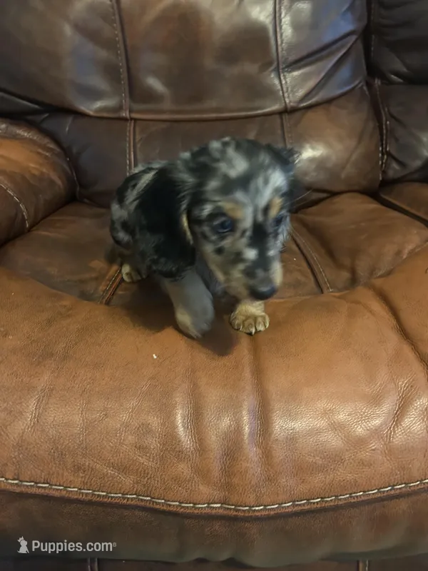 Watson – Miniature Dachshund puppy for sale in Raleigh, NC