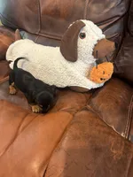 Mickey, a male Miniature Dachshund for sale in Raleigh, NC – 4 of 4