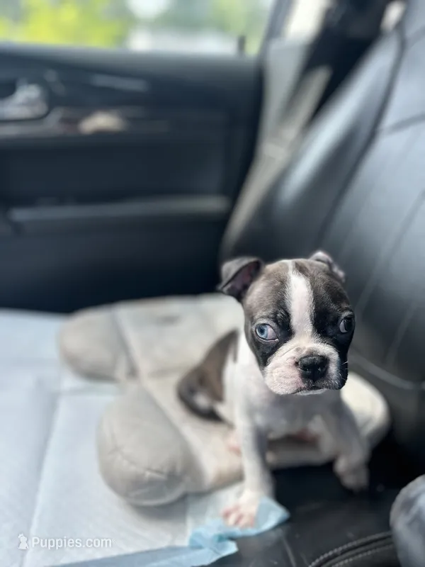 Juneau – Boston Terrier puppy for sale in Raleigh, NC