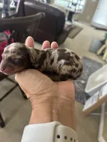 Parton, a male Miniature Dachshund for sale in Raleigh, NC – 2 of 3