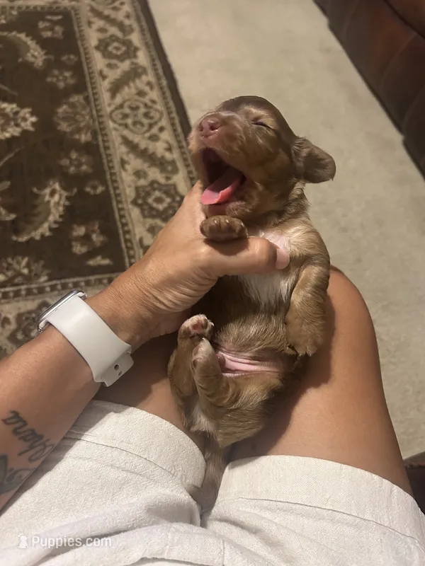 Marco – Miniature Dachshund puppy for sale in Raleigh, NC