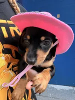 Dolly Parton, a female Miniature Dachshund for sale in Raleigh, NC – 4 of 10