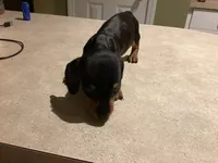 Aho, a male Miniature Dachshund for sale in Raleigh, NC – 3 of 3