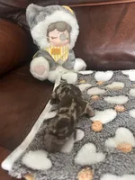 Cocoa, a male Miniature Dachshund for sale in Raleigh, NC – Photo 3 of 4