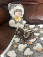 Cocoa, a male Miniature Dachshund for sale in Raleigh, NC – Photo 4 of 4