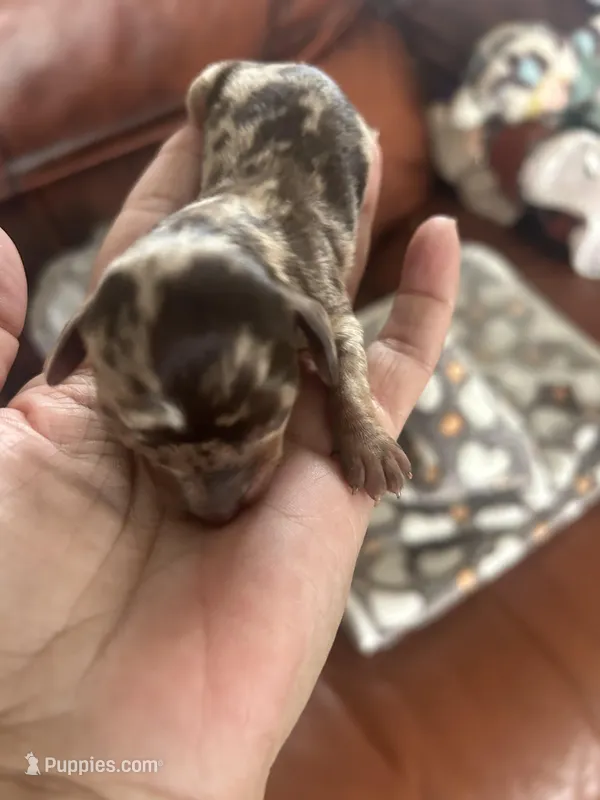 Cocoa – Miniature Dachshund puppy for sale in Raleigh, NC