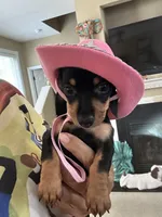 Dolly Parton, a female Miniature Dachshund for sale in Raleigh, NC – 2 of 10