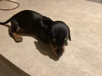 Jarvis, a male Miniature Dachshund for sale in Raleigh, NC – 4 of 5