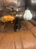 Jeanie, a female Miniature Dachshund for sale in Raleigh, NC – 5 of 5
