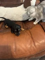 Bitsy, a female Miniature Dachshund for sale in Raleigh, NC – 5 of 6