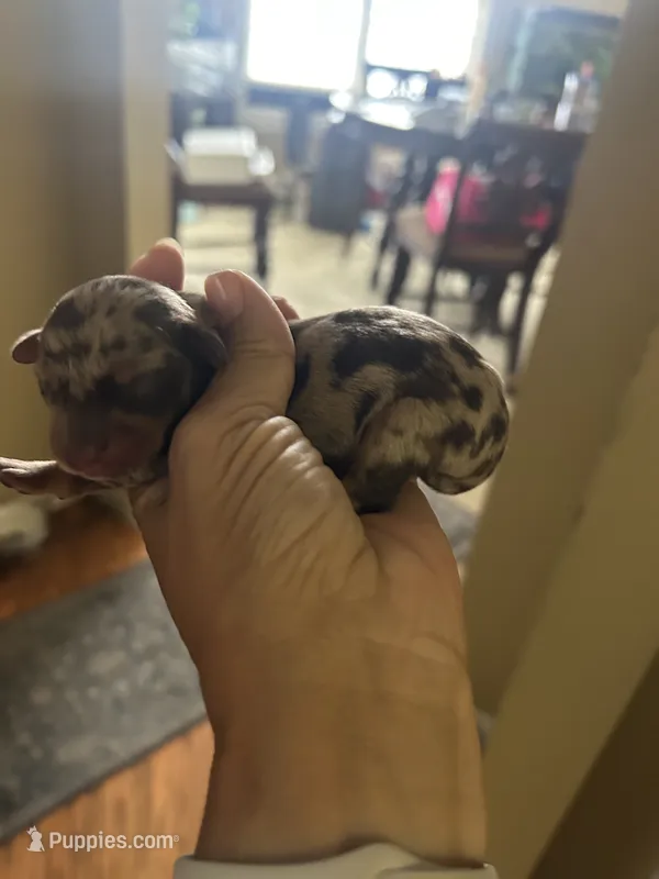 Parton – Miniature Dachshund puppy for sale in Raleigh, NC