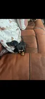 Penelope , a female Miniature Dachshund for sale in Raleigh, NC – 9 of 10