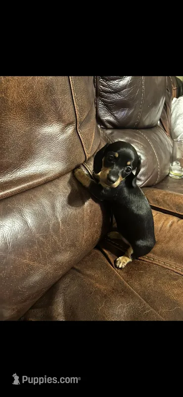 Emma, a female Miniature Dachshund for sale in Raleigh, NC – Photo 1 of 3