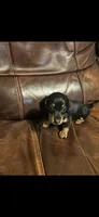 Emma, a female Miniature Dachshund for sale in Raleigh, NC – Photo 3 of 3