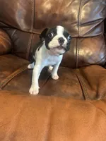 Juneau, a male Boston Terrier for sale in Raleigh, NC – 3 of 6