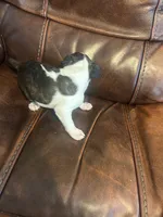 Juneau, a male Boston Terrier for sale in Raleigh, NC – 6 of 6