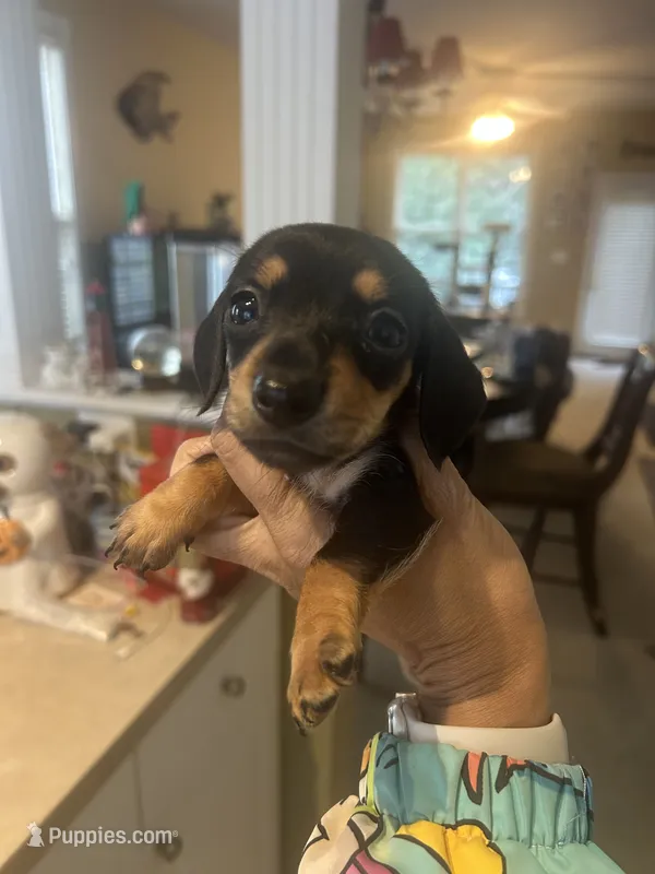 Jeanie – Miniature Dachshund puppy for sale in Raleigh, NC