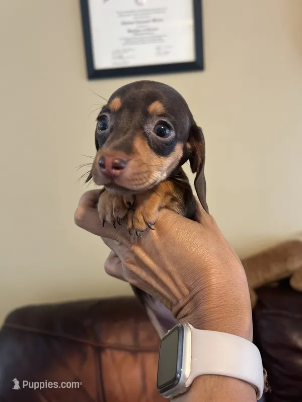Minnie – Miniature Dachshund puppy for sale in Raleigh, NC