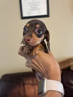 Minnie, a female Miniature Dachshund for sale in Raleigh, NC – 1 of 5