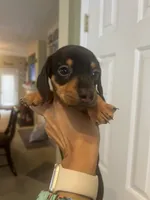 Watson, a male Miniature Dachshund for sale in Raleigh, NC – 2 of 4