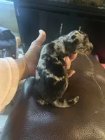 Jackson, a male Miniature Dachshund for sale in Raleigh, NC – 5 of 9