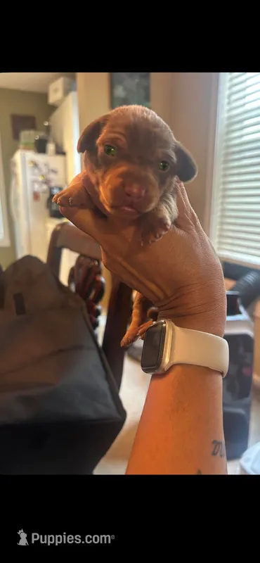 Diesel  – Miniature Dachshund puppy for sale in Raleigh, NC