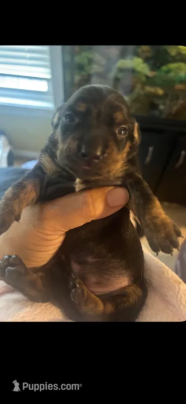 Beauty – Miniature Dachshund puppy for sale in Raleigh, NC
