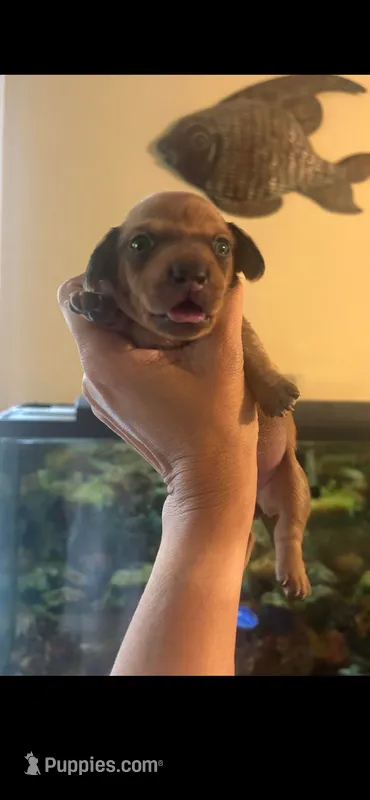 Marcie – Miniature Dachshund puppy for sale in Raleigh, NC