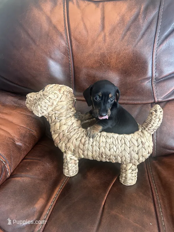 Beauty – Miniature Dachshund puppy for sale in Raleigh, NC