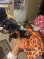 Dolly Parton, a female Miniature Dachshund for sale in Raleigh, NC – 6 of 10