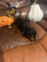 Watson, a male Miniature Dachshund for sale in Raleigh, NC – 1 of 4