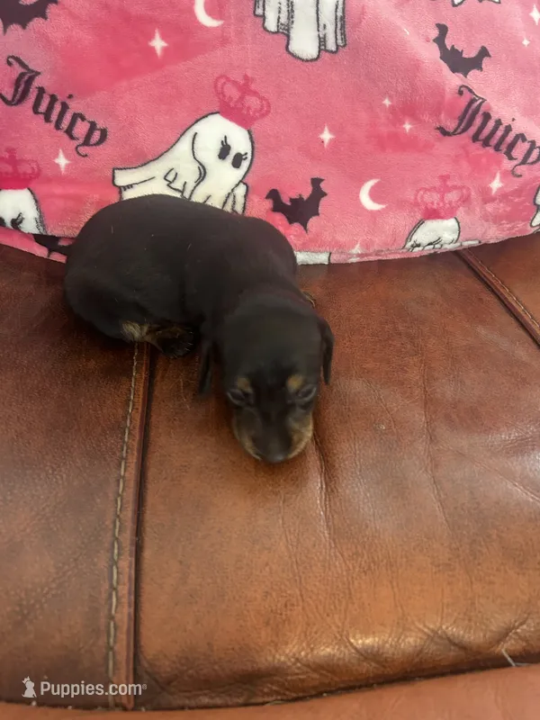 Beauty – Miniature Dachshund puppy for sale in Raleigh, NC