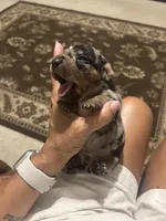 Jackson, a male Miniature Dachshund for sale in Raleigh, NC – 3 of 9