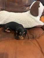 Mickey, a male Miniature Dachshund for sale in Raleigh, NC – 2 of 4