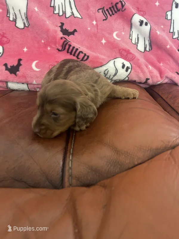 Marco – Miniature Dachshund puppy for sale in Raleigh, NC