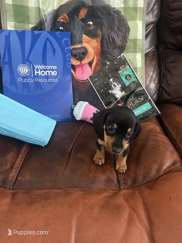 Watson – Miniature Dachshund puppy for sale in Raleigh, NC