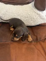 Minnie, a female Miniature Dachshund for sale in Raleigh, NC – 5 of 5