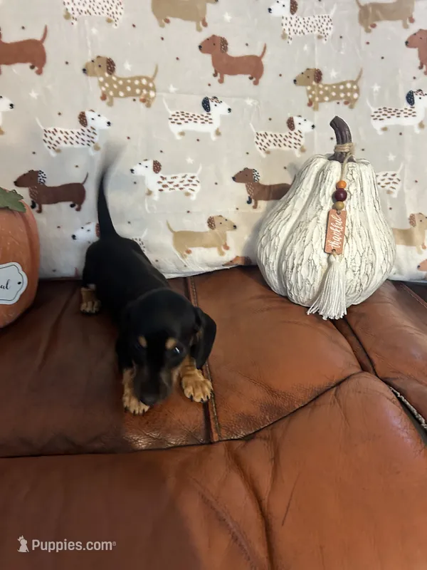 Bitsy – Miniature Dachshund puppy for sale in Raleigh, NC