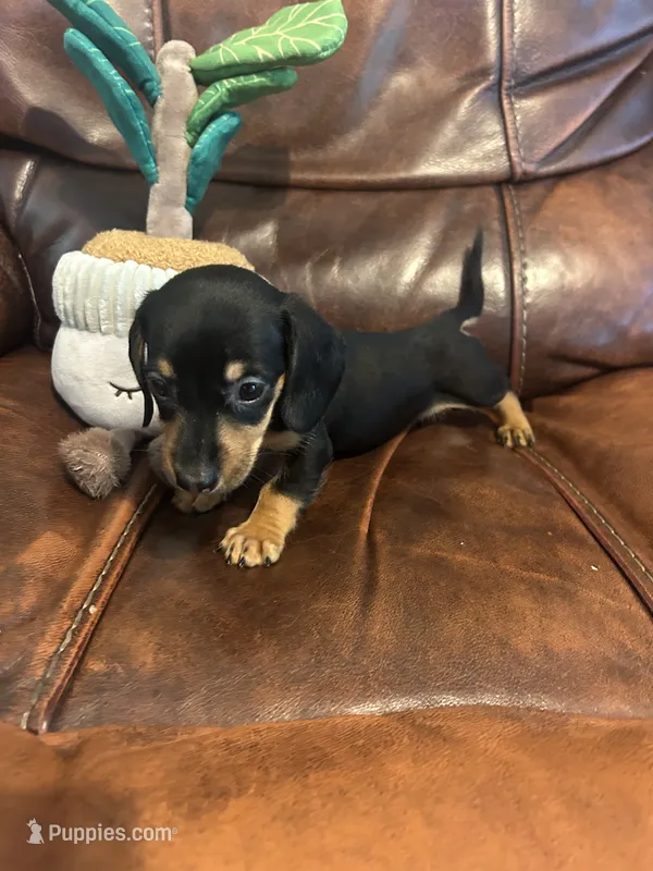 Watson – Miniature Dachshund puppy for sale in Raleigh, NC