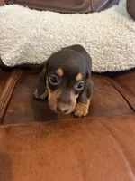 Minnie, a female Miniature Dachshund for sale in Raleigh, NC – 2 of 5