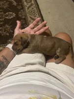 Dolly, a female Miniature Dachshund for sale in Raleigh, NC – 8 of 10