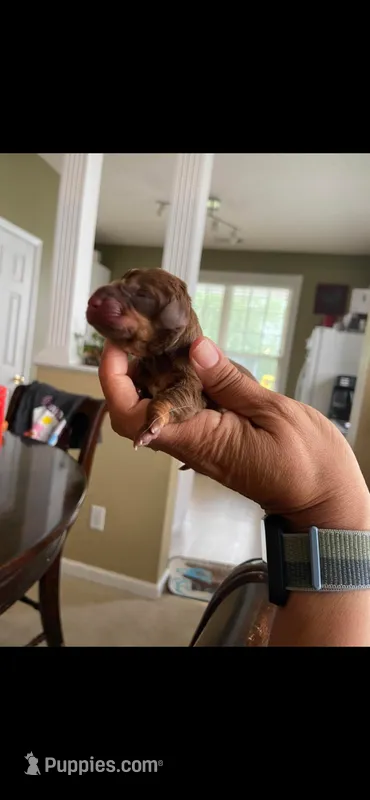 Aho – Miniature Dachshund puppy for sale in Raleigh, NC